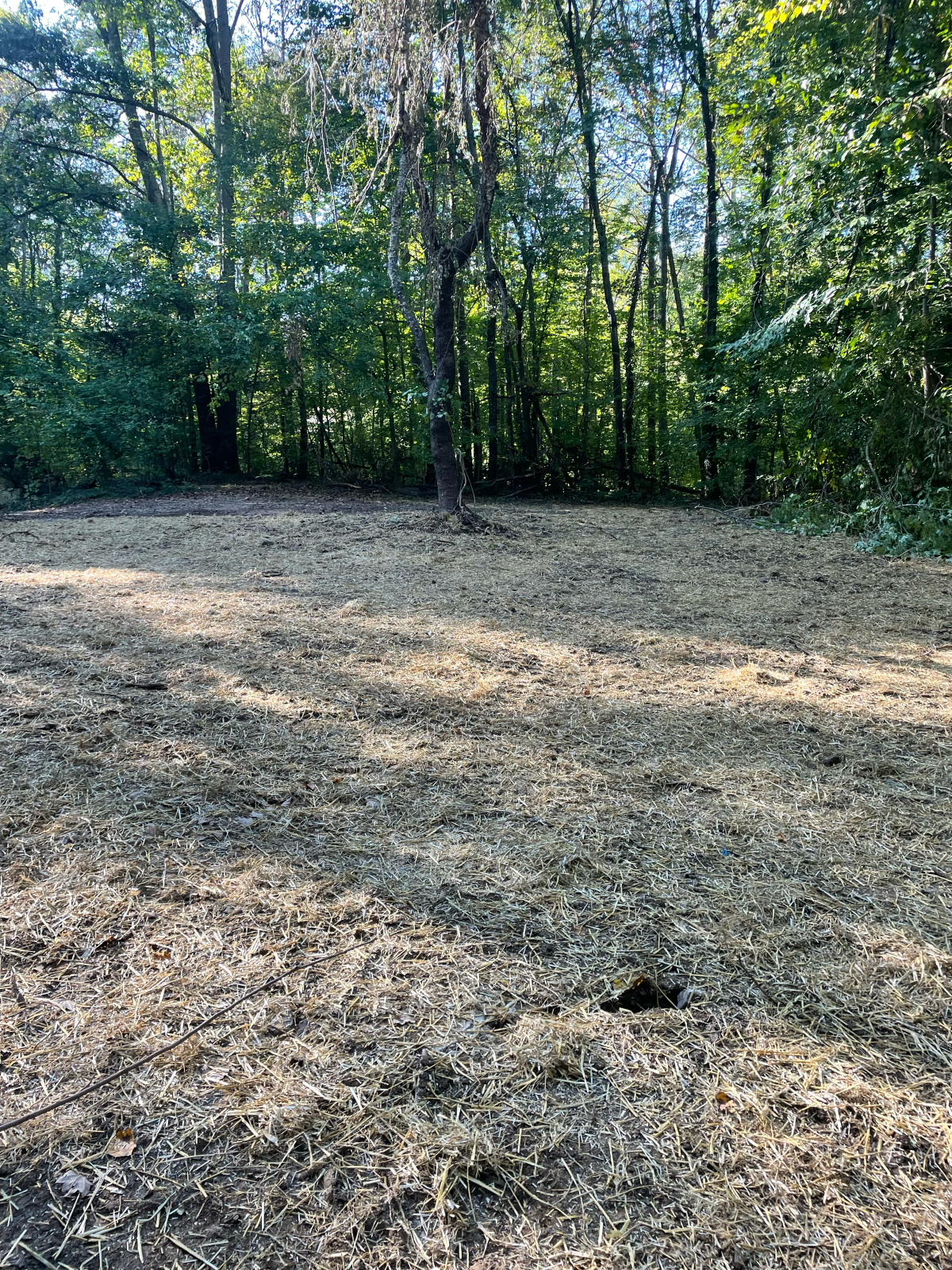 Clearing in a wooded area covered with wood chips, a single tree in the center.