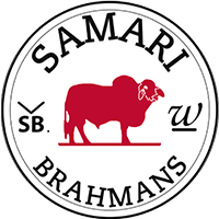 Australian Brahman Cattle Breeders | Samari Red Brahmans