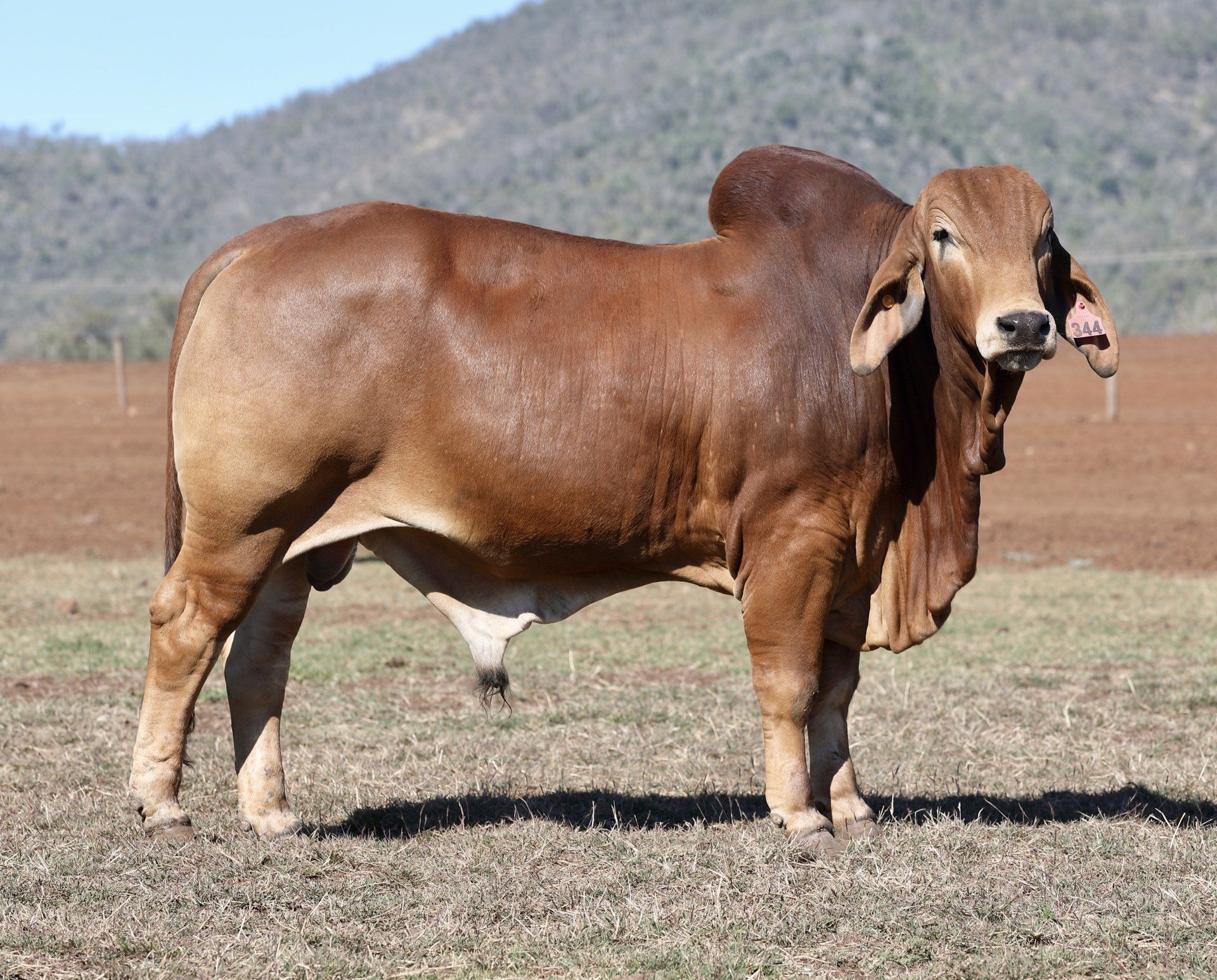 Red Brahman Bulls For Sale Queensland Samari Red Brahmans