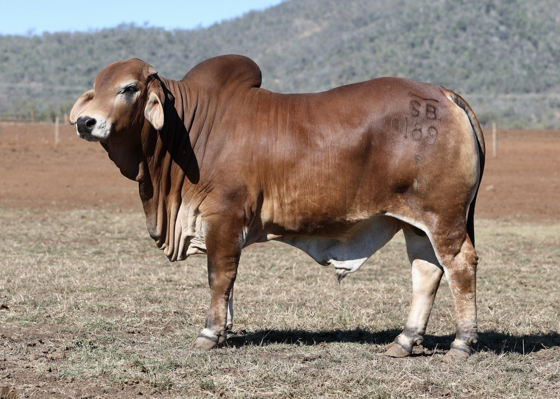 Red Brahman Bulls For Sale Queensland | Samari Red Brahmans