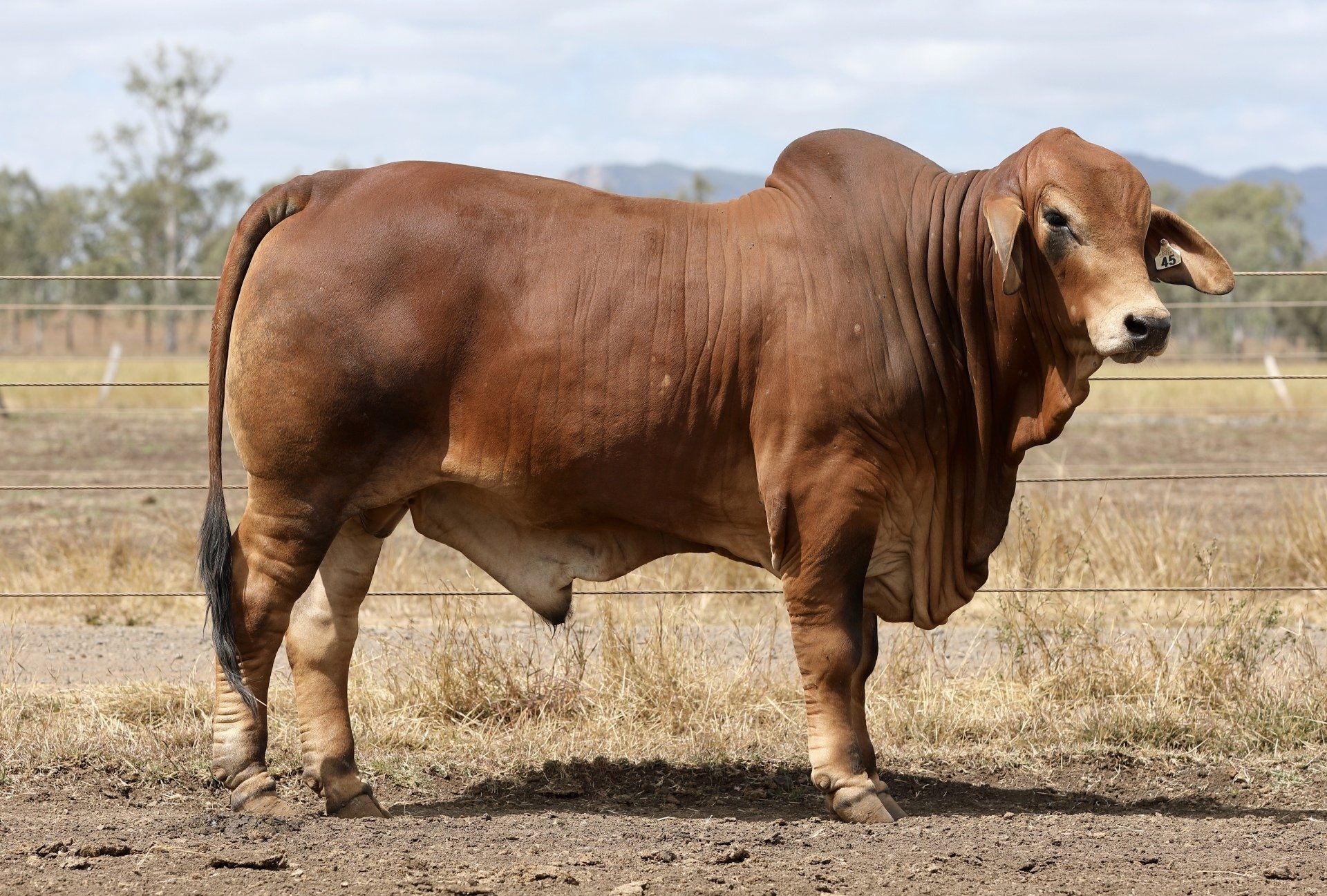 Red Brahman Bulls For Sale Queensland | Samari Red Brahmans