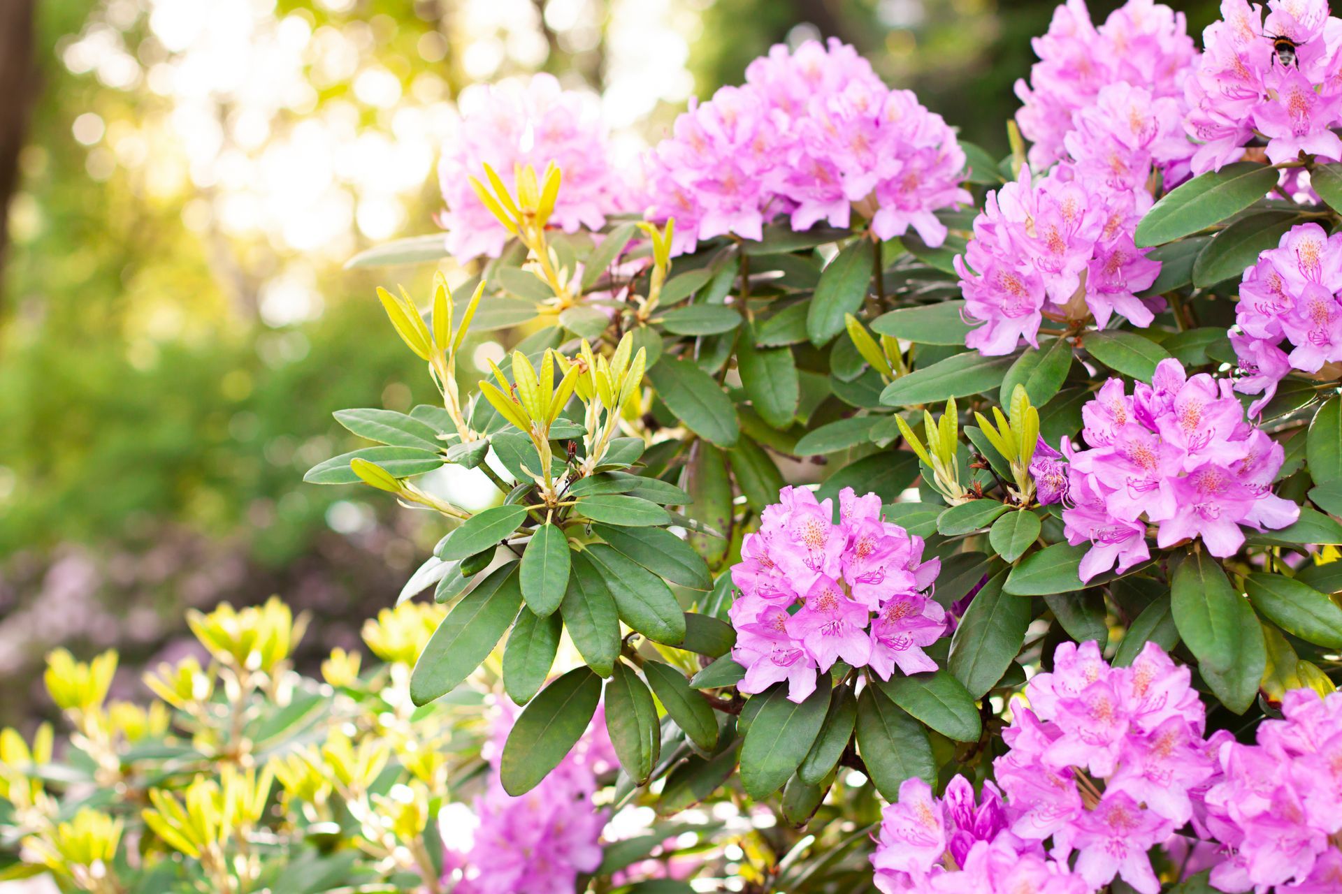 A bush with purple and yellow flowers and green leaves.