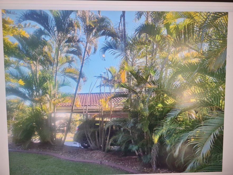 A Picture of a Lush Green Garden With Palm Trees and a House in the Background — Caloundra Landscape Supplies in Caloundra, QLD