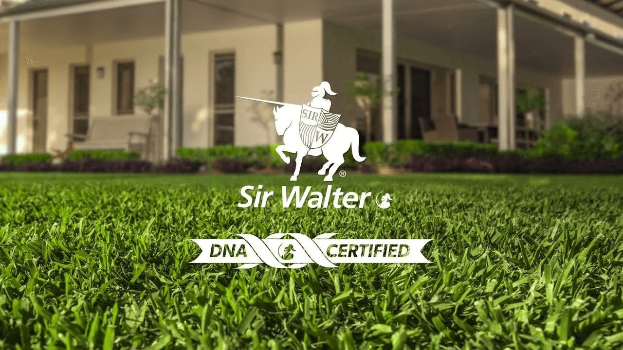 DNA Certified Sir Walter — Caloundra Landscape Supplies in Caloundra, QLD