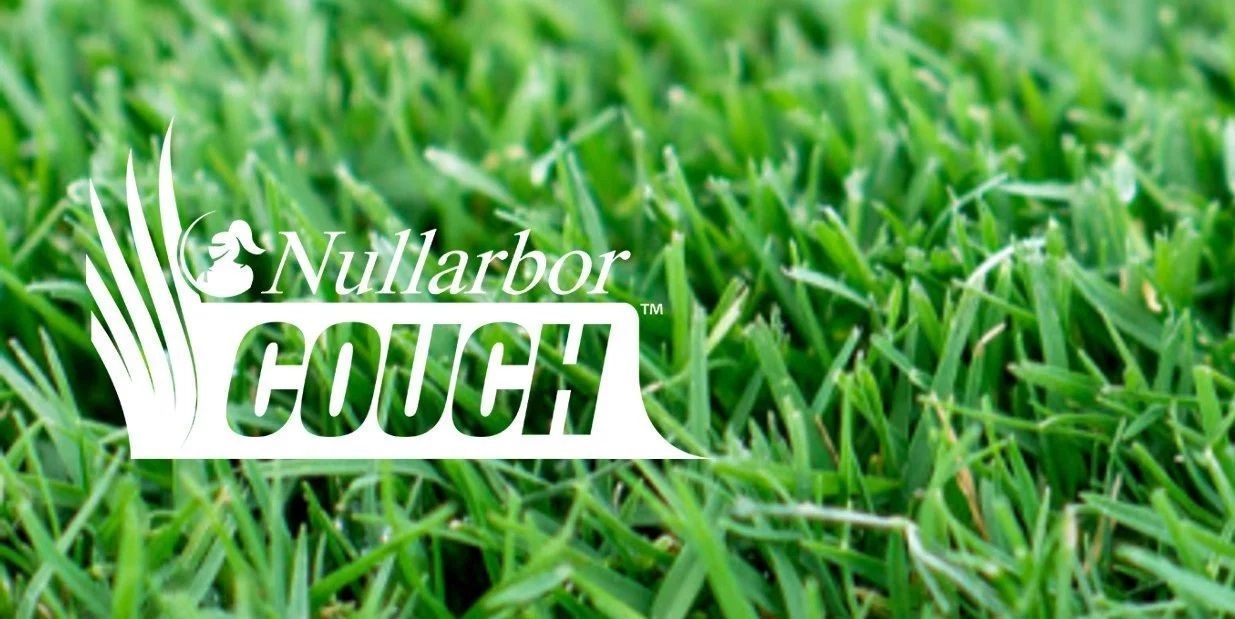 Nullarbor Couch — Caloundra Landscape Supplies in Caloundra, QLD