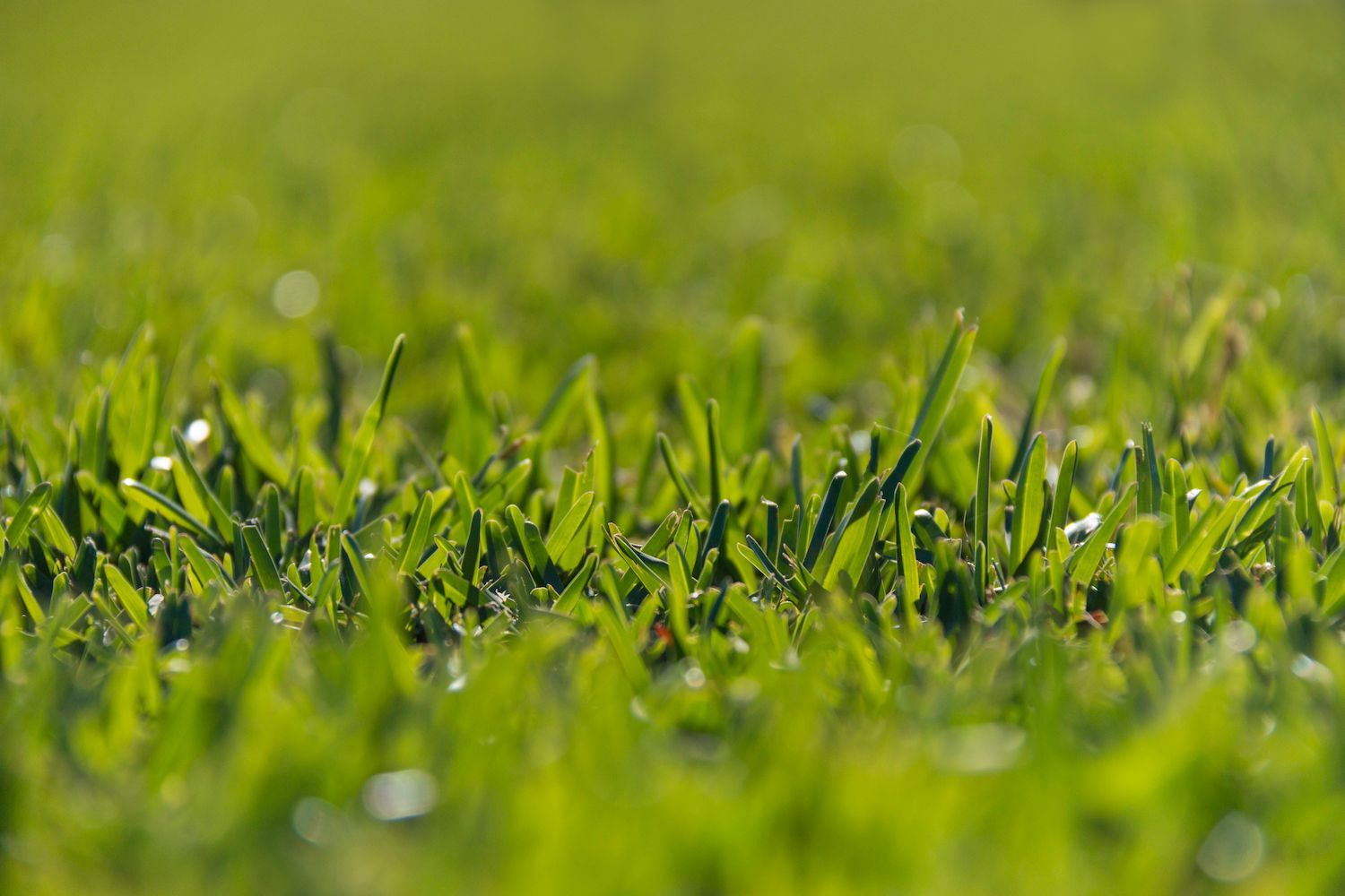A Yellow Bottle of Lawn Chemical All Purpose Weed Control — Caloundra Landscape Supplies in Caloundra, QLD