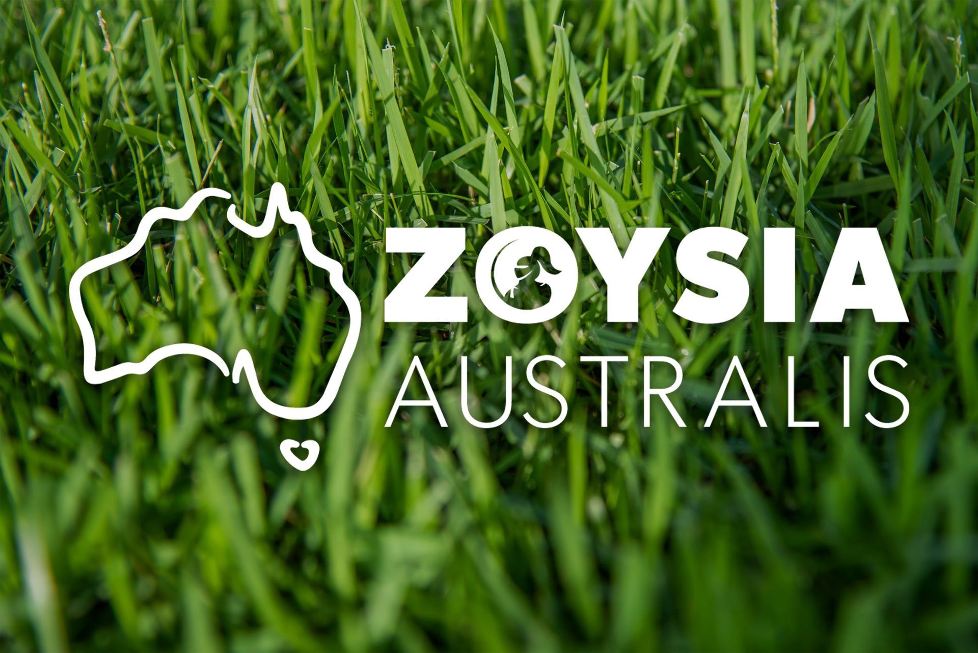 Zoysia Australis — Caloundra Landscape Supplies in Caloundra, QLD