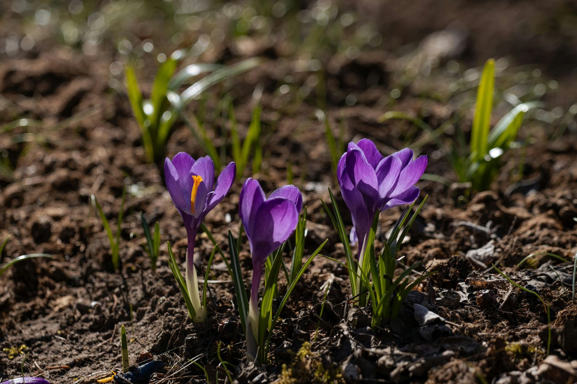 Three Purple Flowers — Caloundra Landscape Supplies in Caloundra, QLD