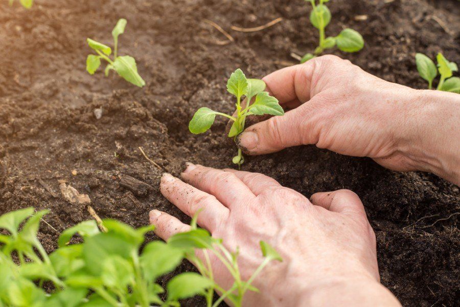 individual planting plant in a soil