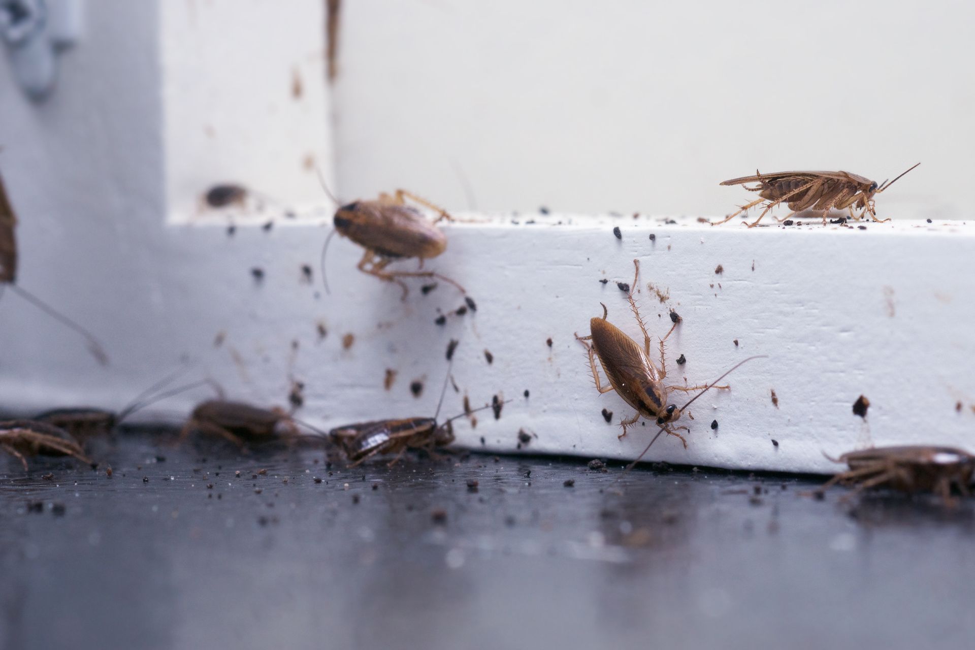 Cockroaches crawling along a white wall and dark floor corner