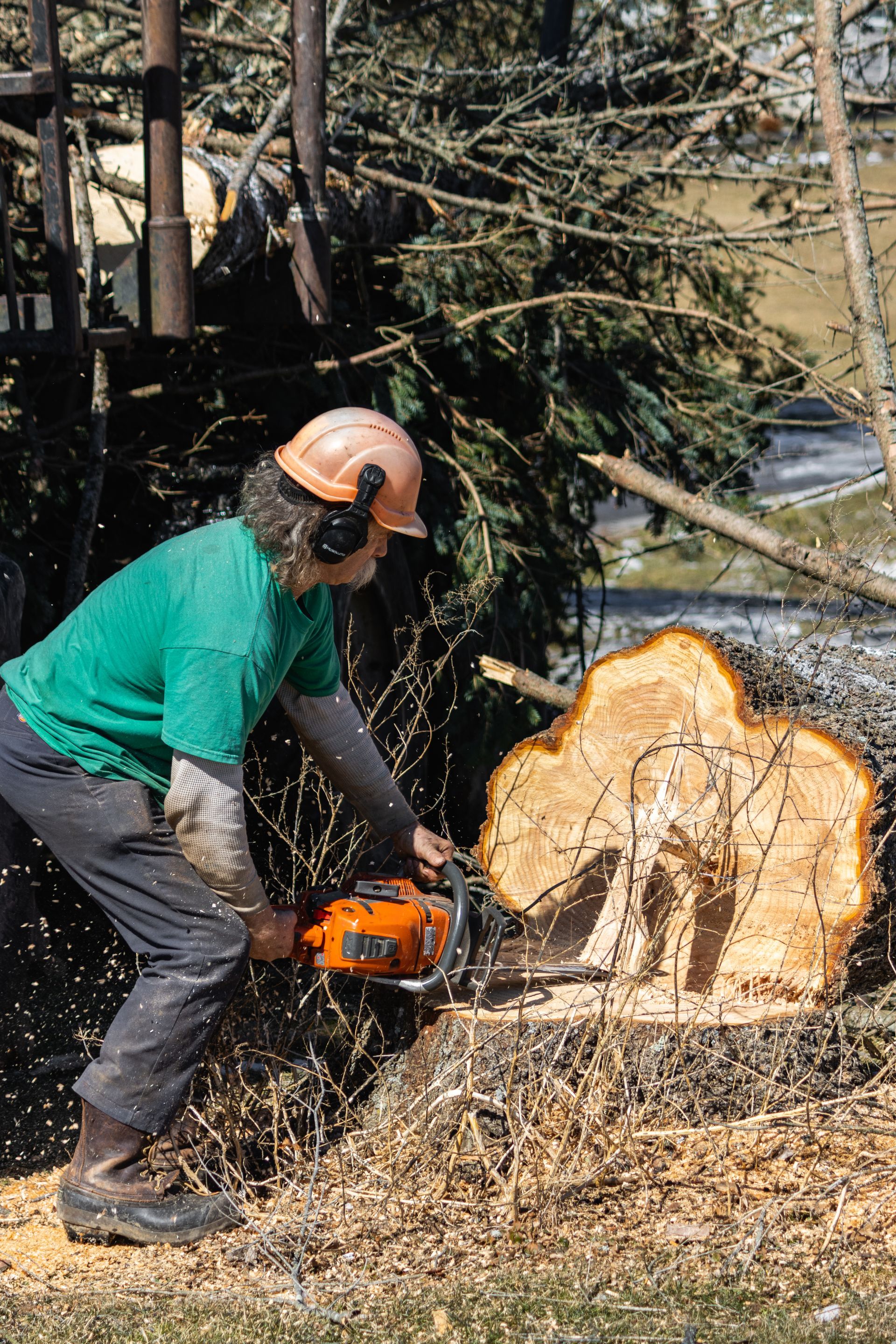 Stump Removal in Baltimore Maryland