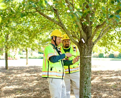 Two State College arborists perform a tree risk assessment.