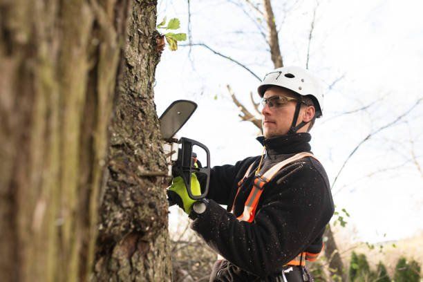 State College arborist cutting down a tree with a handheld, electric chainsaw.