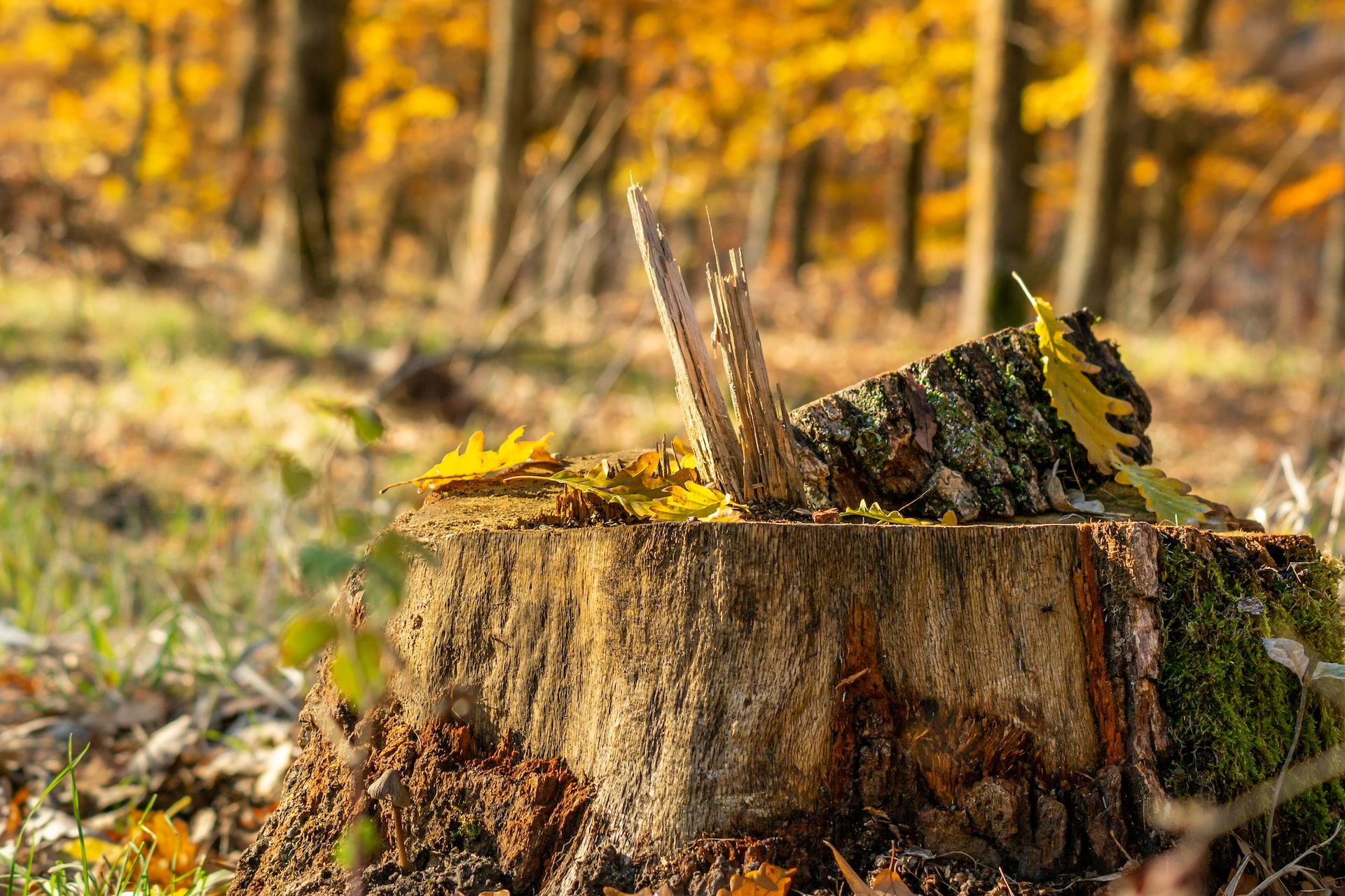 Tree stump removal services in Baltimore Maryland