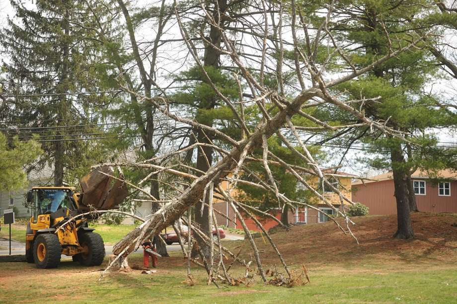 Frederick tree removal dead tree