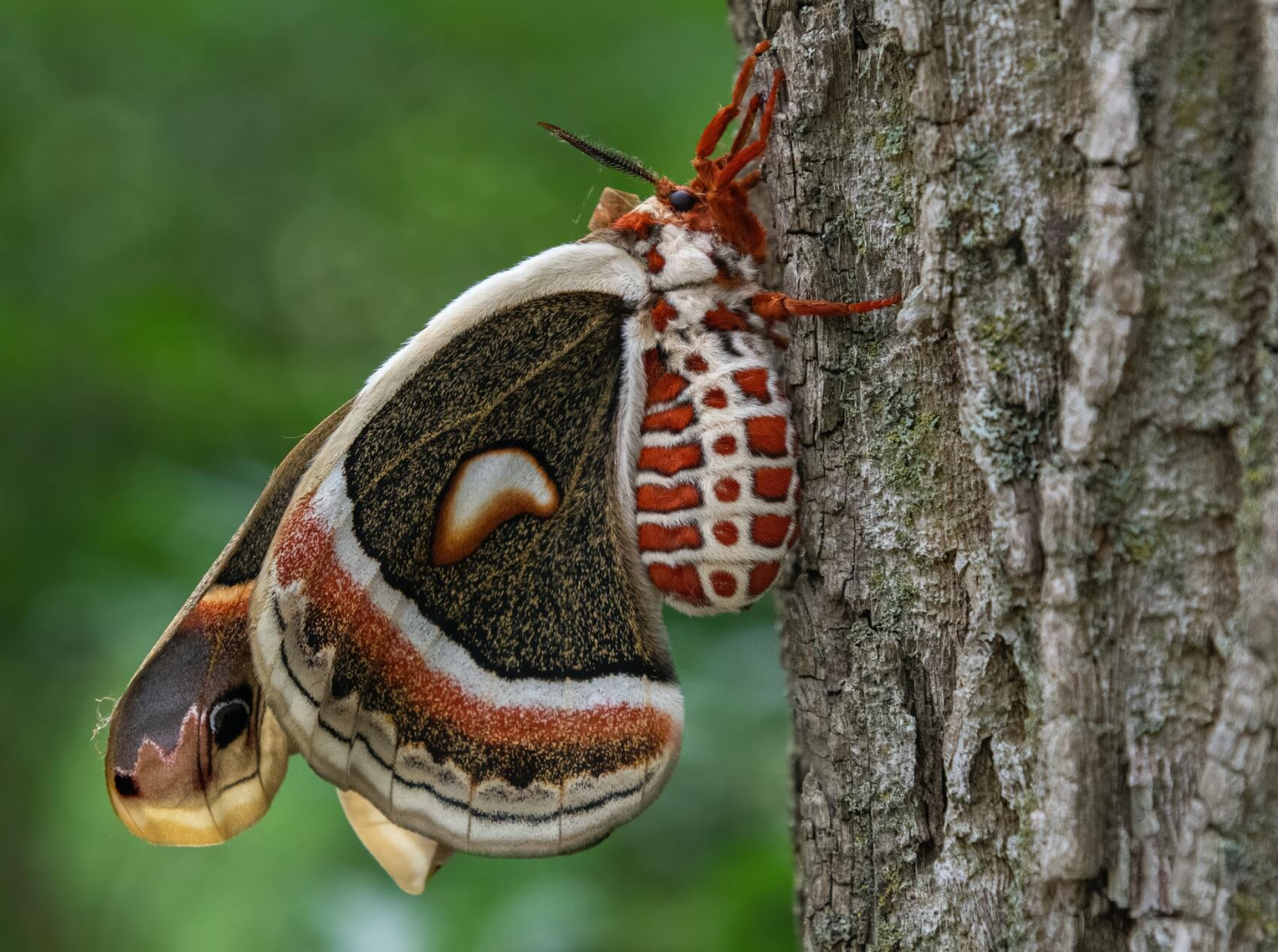 State College tree removal insect control