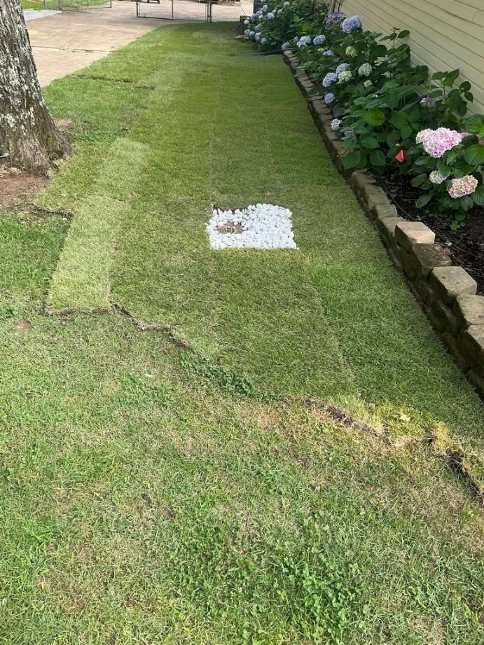 Laying sod in a residential yard; some pieces are in place, a square of gravel is visible.