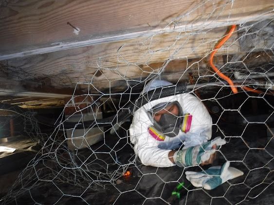 Person in protective suit working under a structure, chicken wire visible.