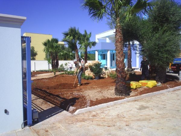 Palme presso ingresso clinica