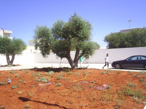 Ulivo ingresso clinica