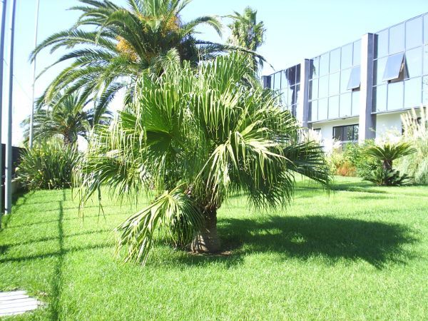 Palme in giardino ufficio