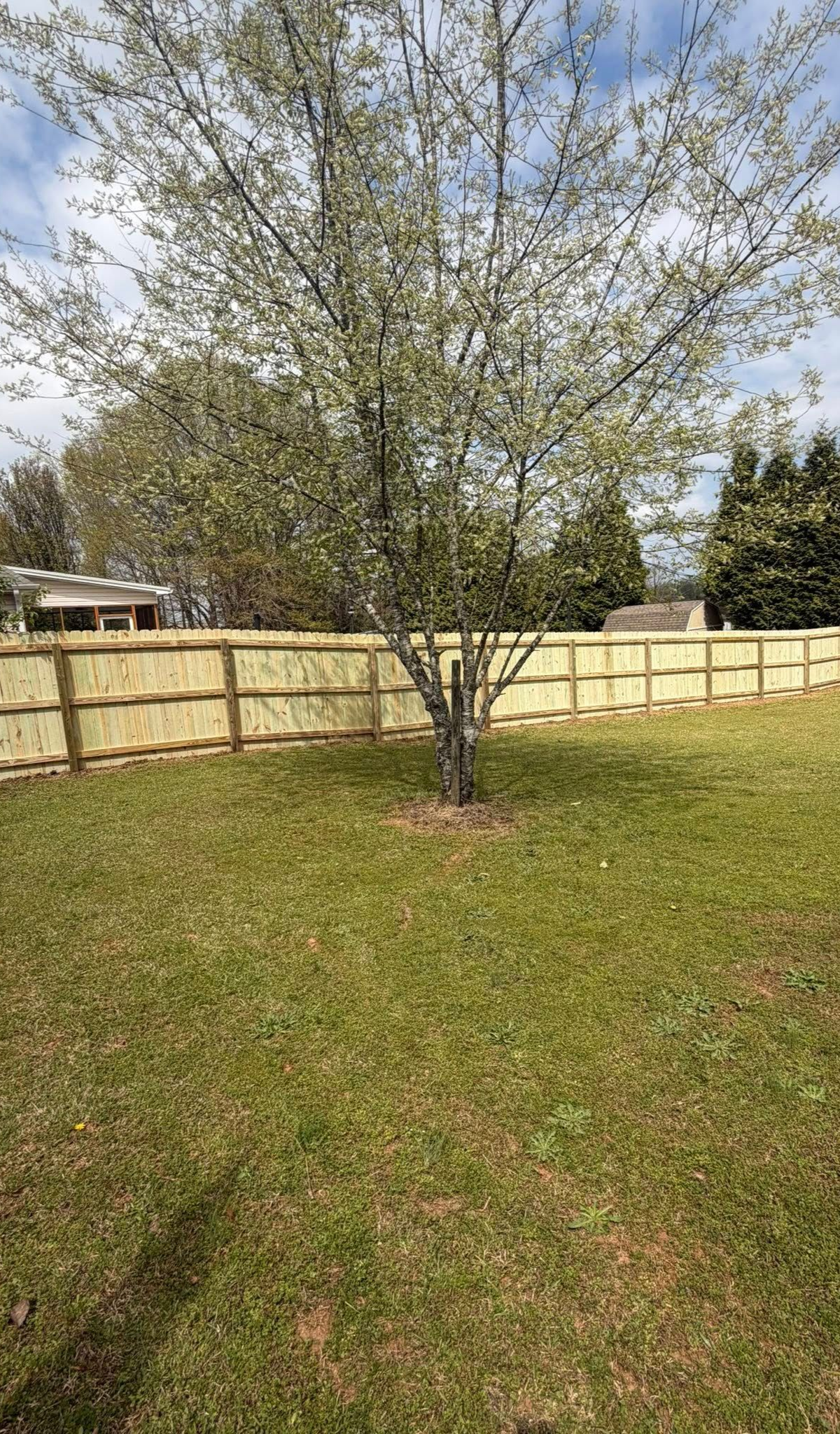 A light-colored wooden fence runs horizontally across a grassy lawn with a small, budding tree standing in the center.