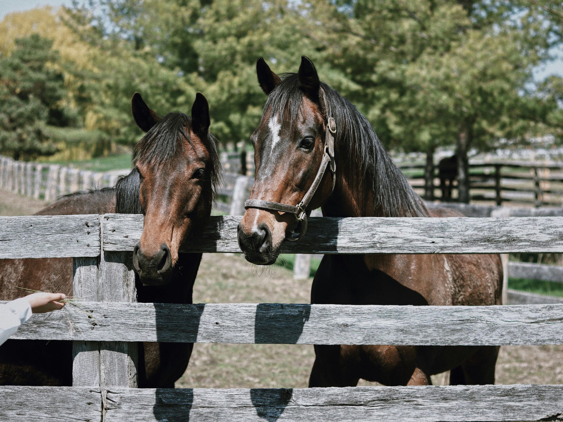 Two brown horses stand side-by-side behind a wooden fence as a person's hand reaches toward them.