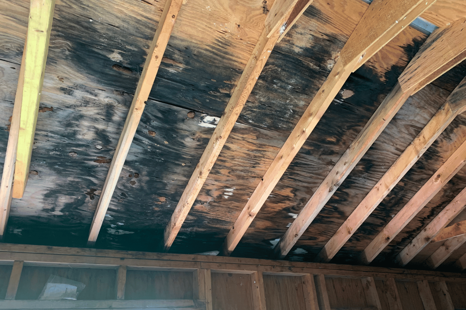 Black mold infestation on a wooden ceiling with exposed beams.