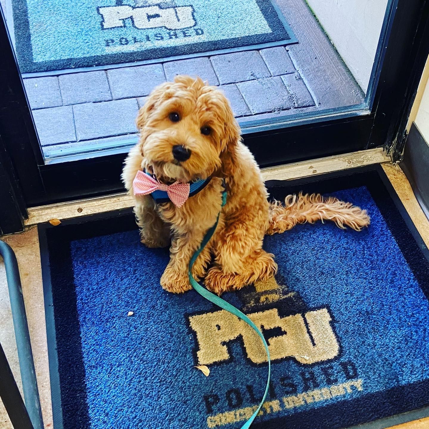 A small dog wearing a bow tie is sitting on a pcu mat