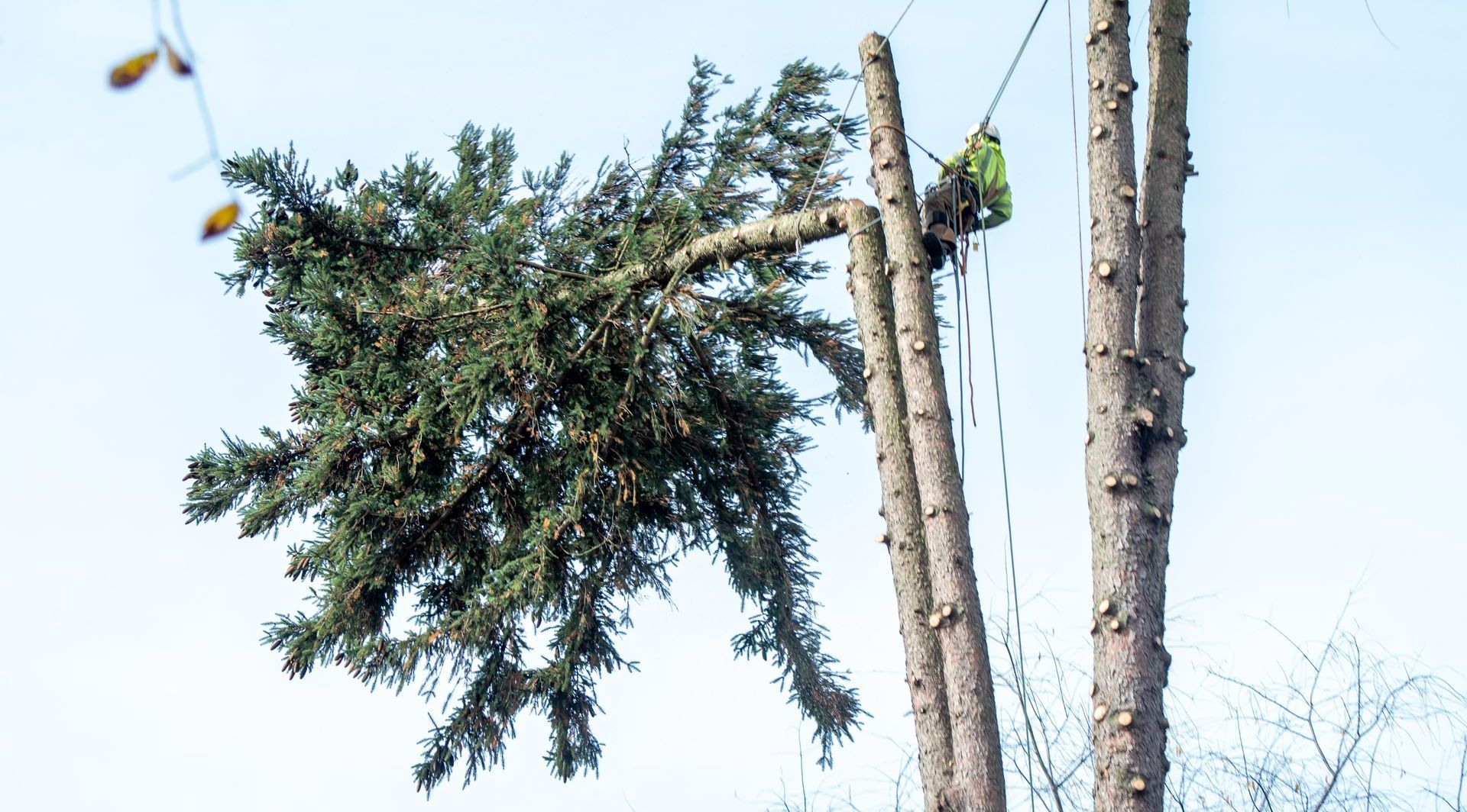 a man is climbing a tree with a chainsaw .