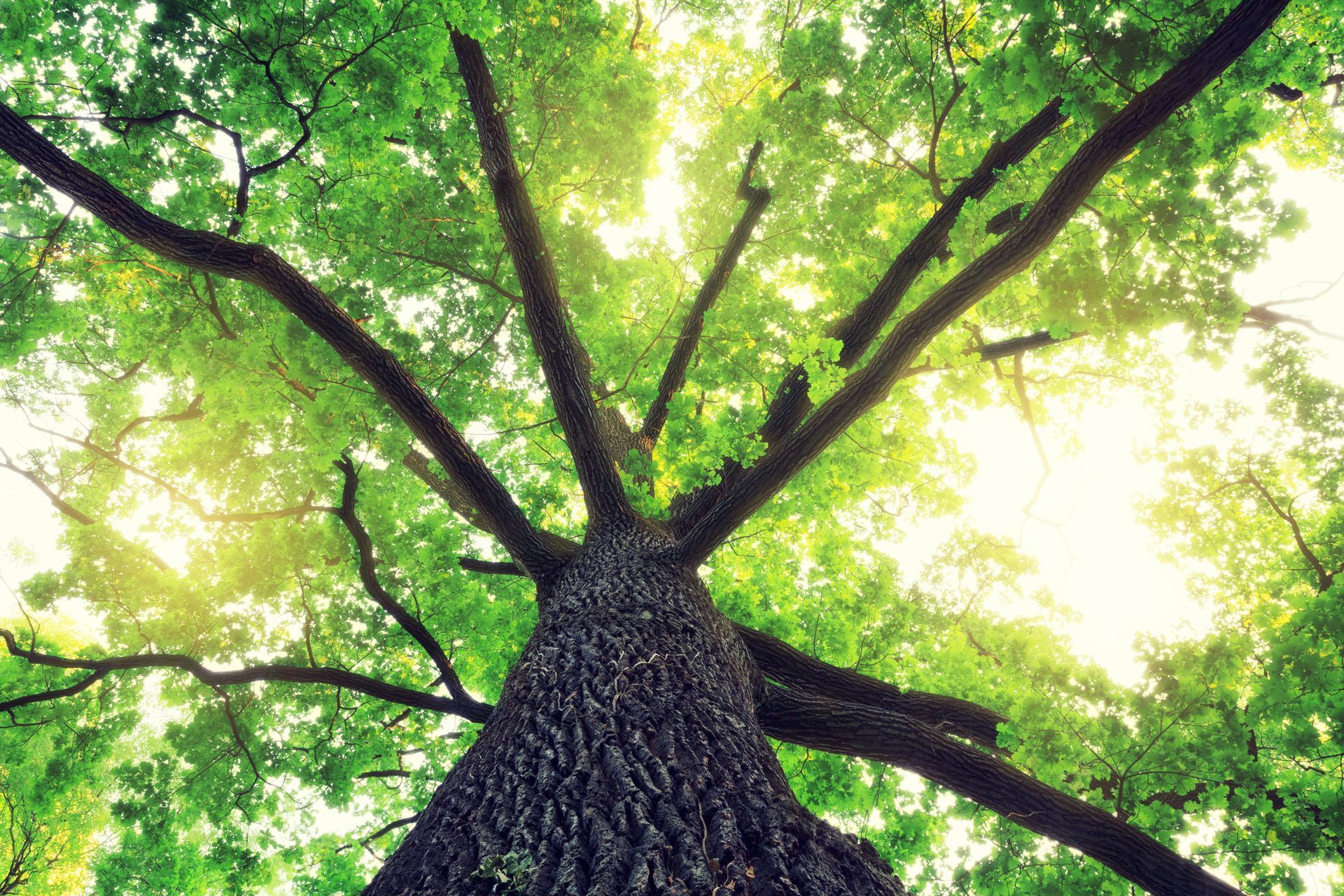 looking up at a tree with lots of green leaves .