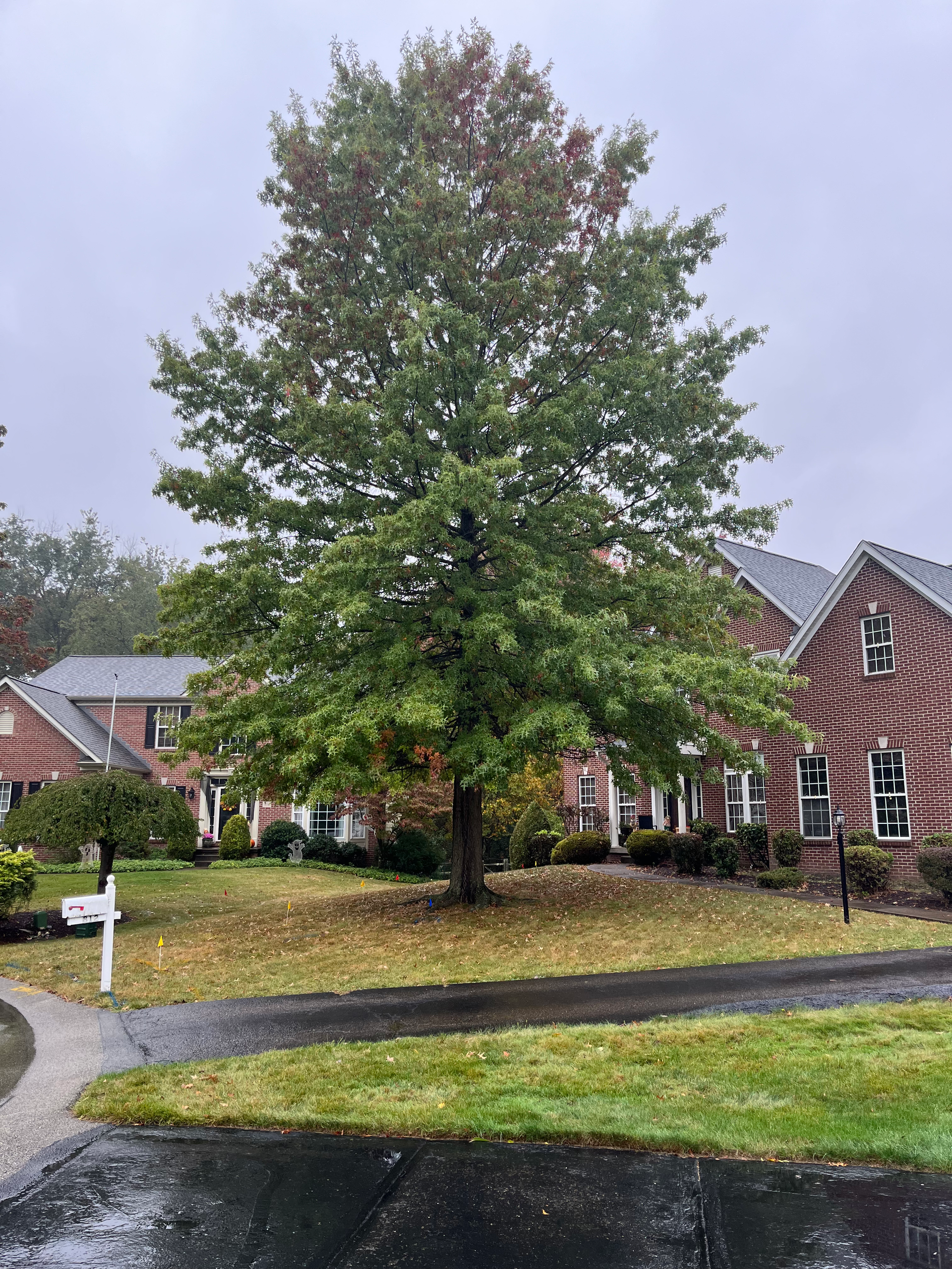 a large tree is in the middle of a lush green yard in front of a brick house .