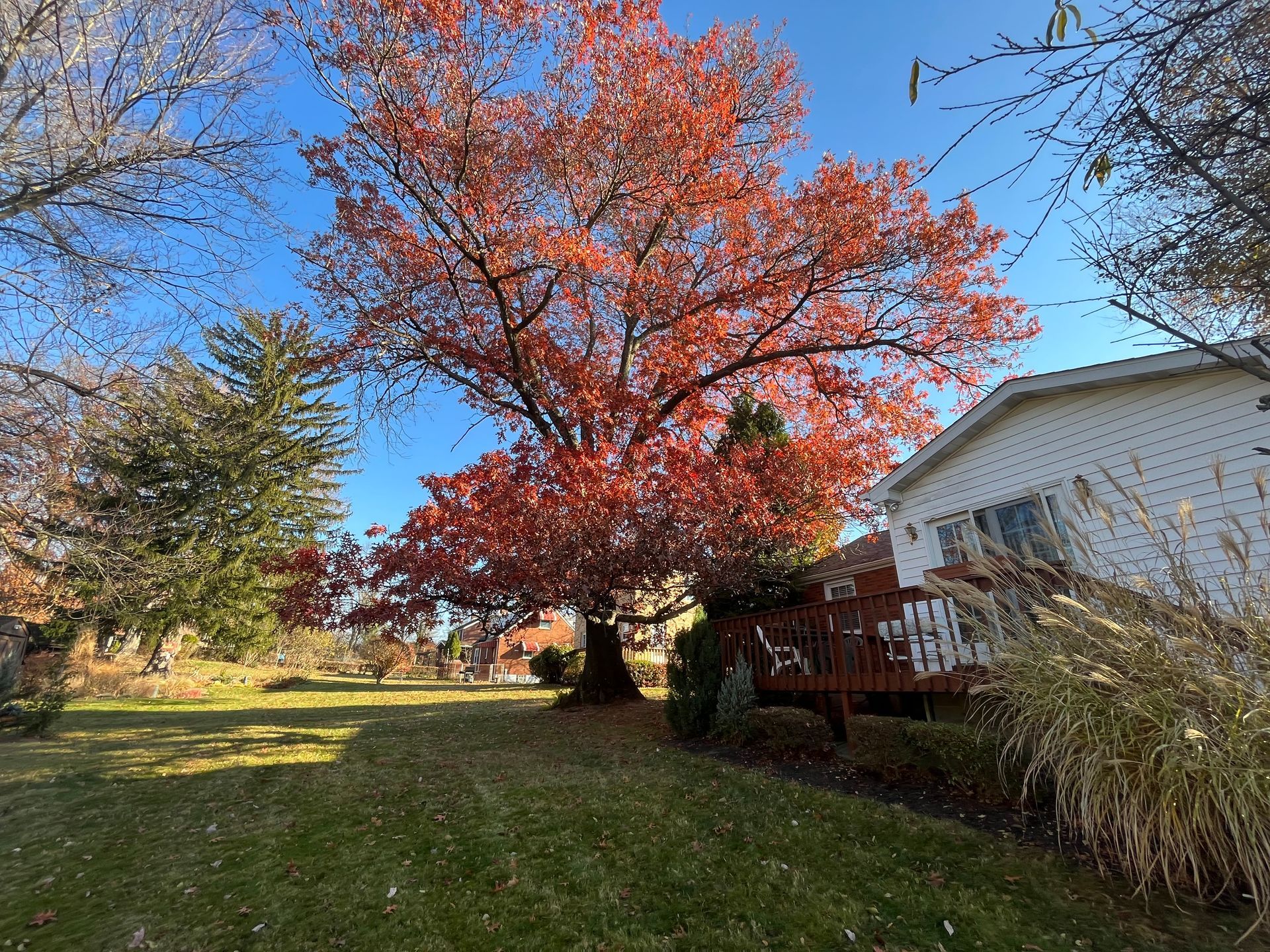 a tree with red leaves is in the backyard of a house .