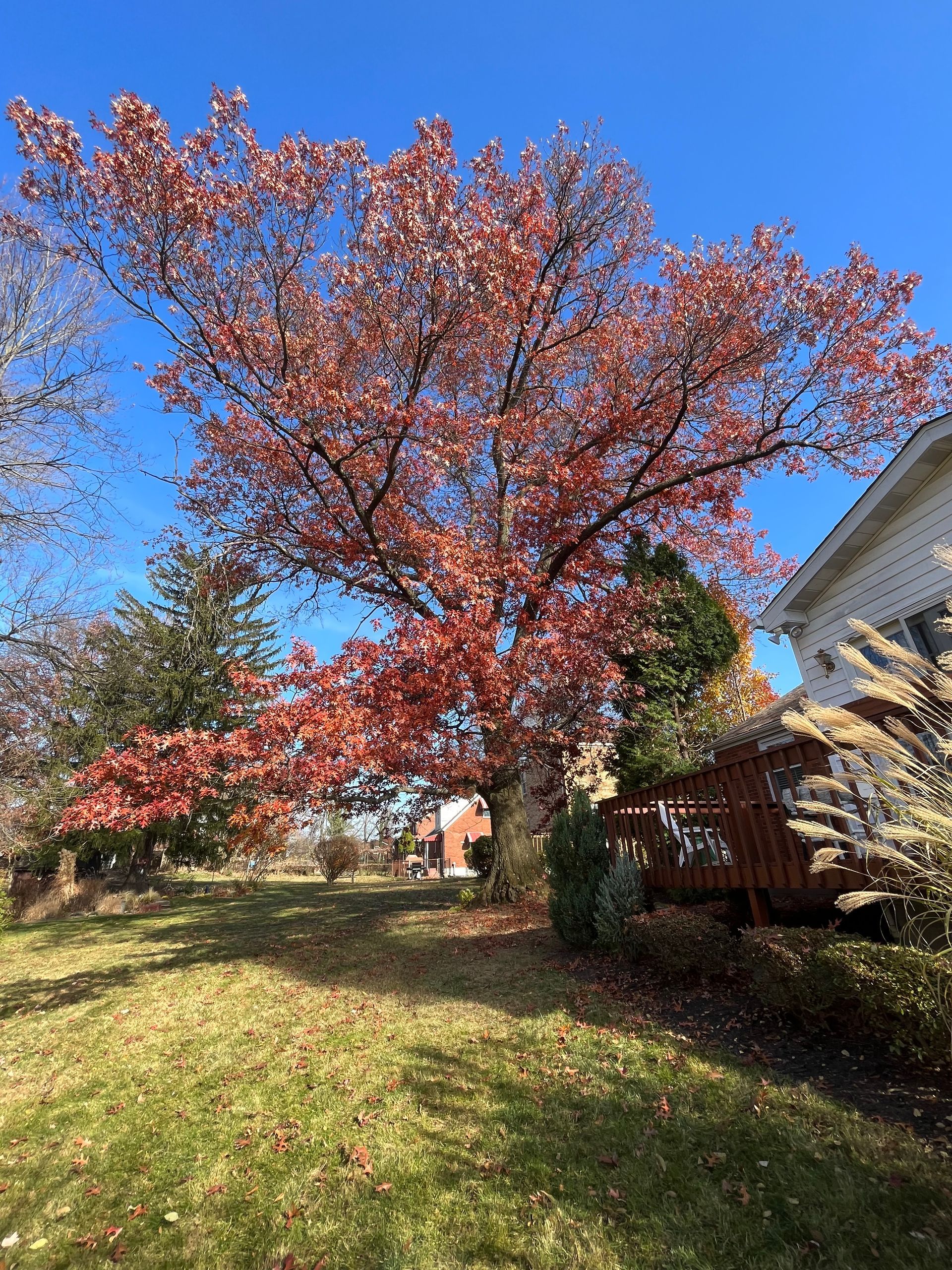 a tree with red leaves in a yard with a house in the background