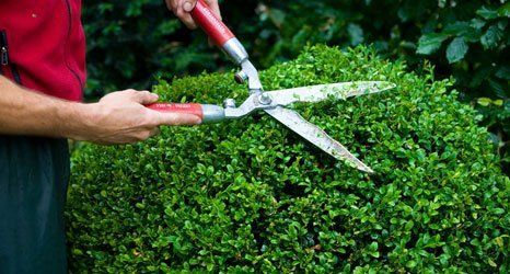 Grass and hedge cutting