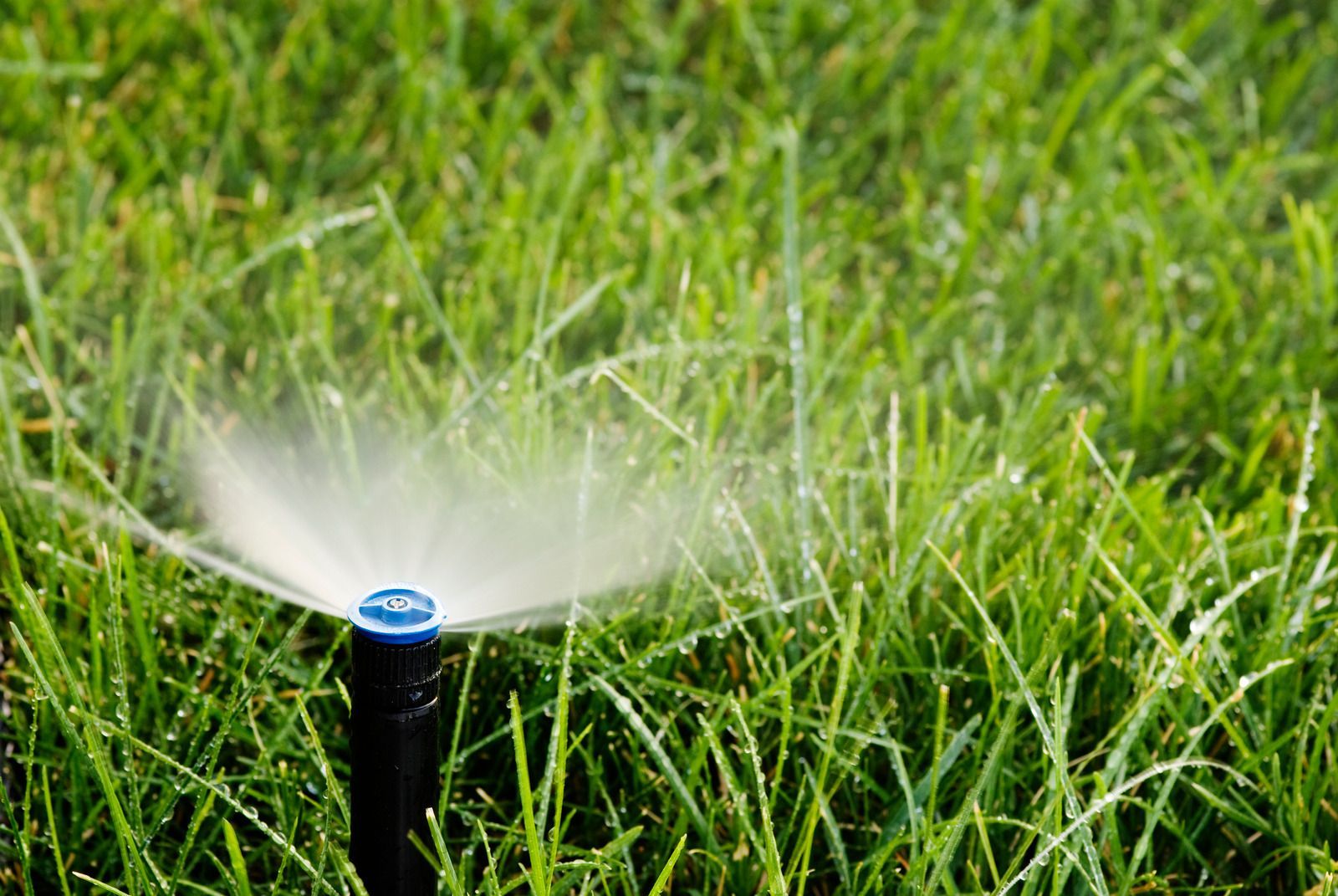 A blue lawn sprinkler head in green grass, spraying a fine mist of water.