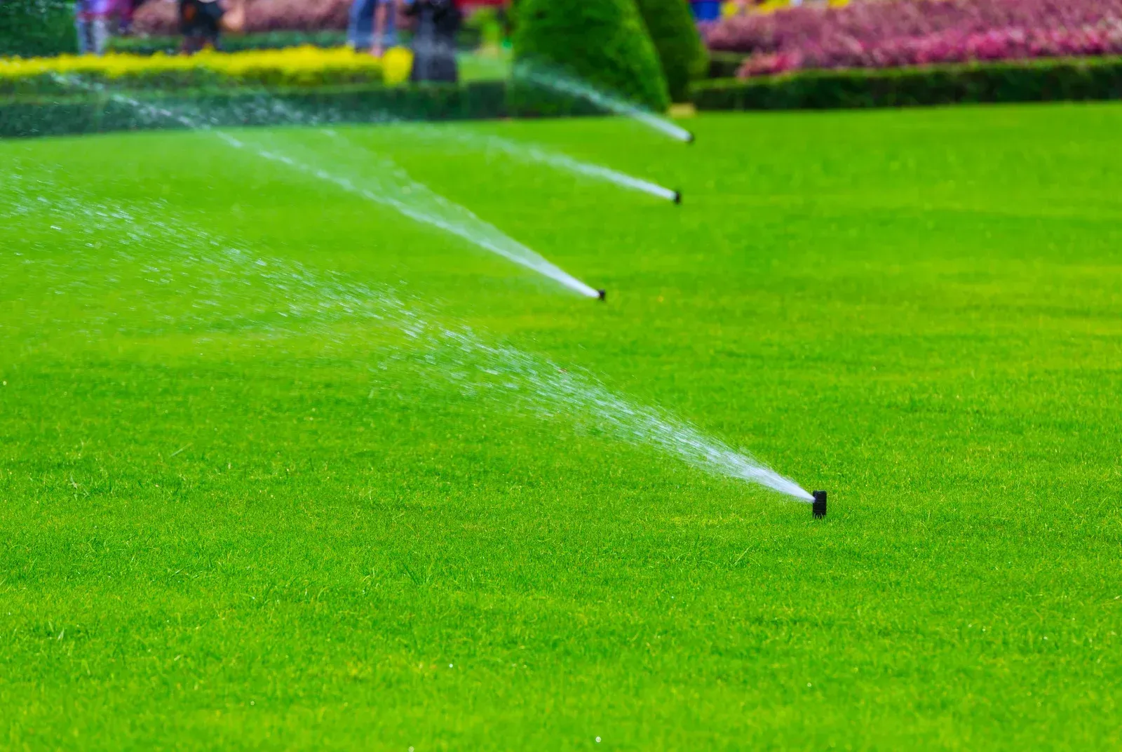 Lawn sprinklers spraying water over a vibrant, manicured green grass field.