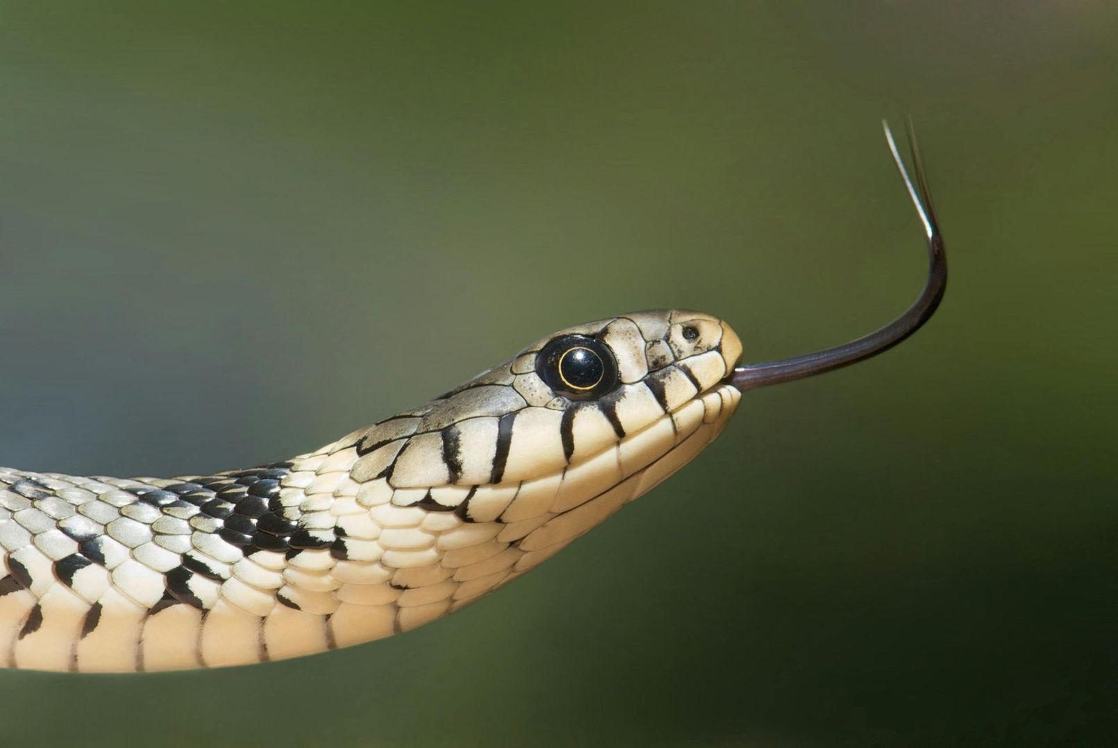 A close up of a snake with its tongue out