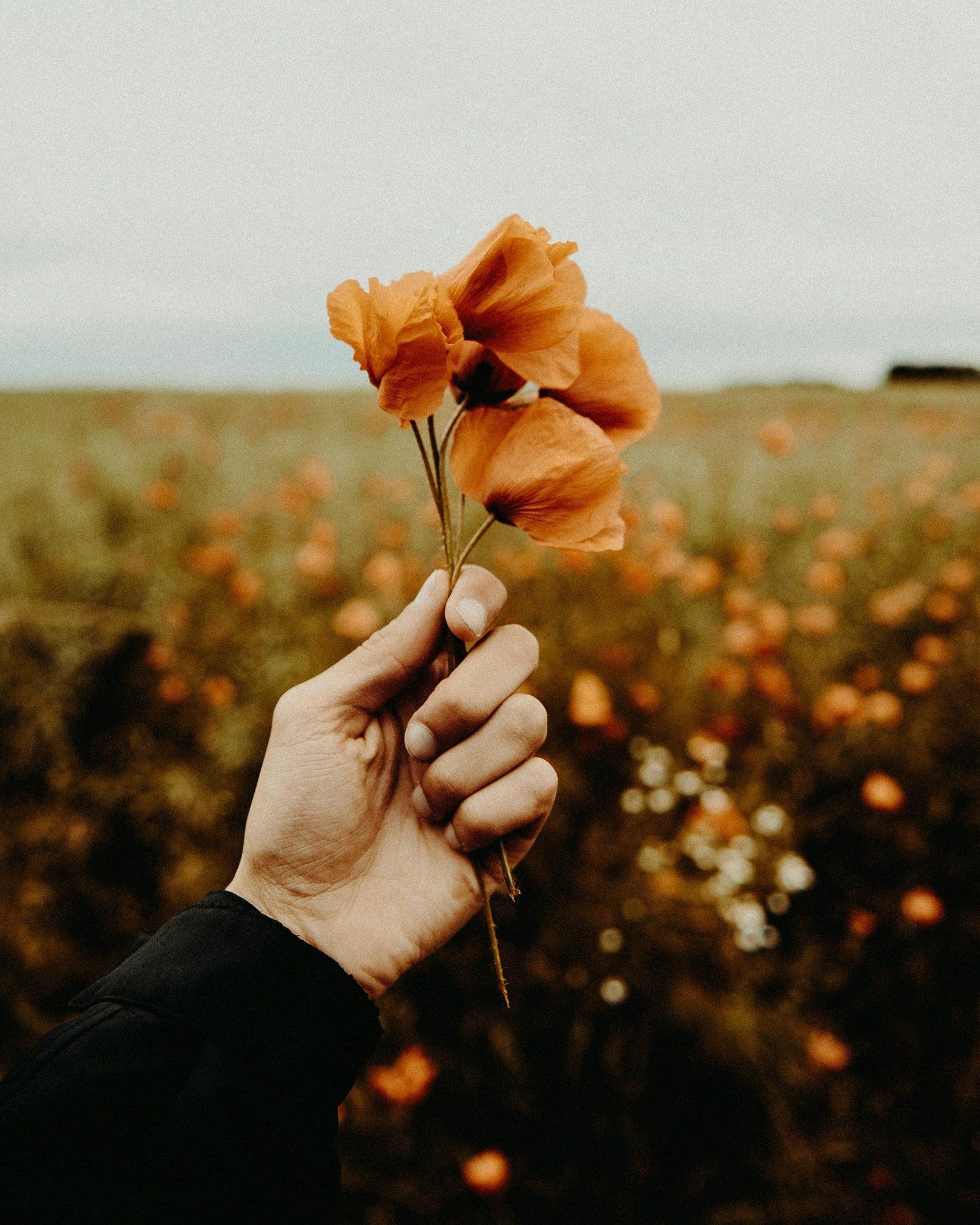 A person is holding a bunch of flowers in their hand in a field.