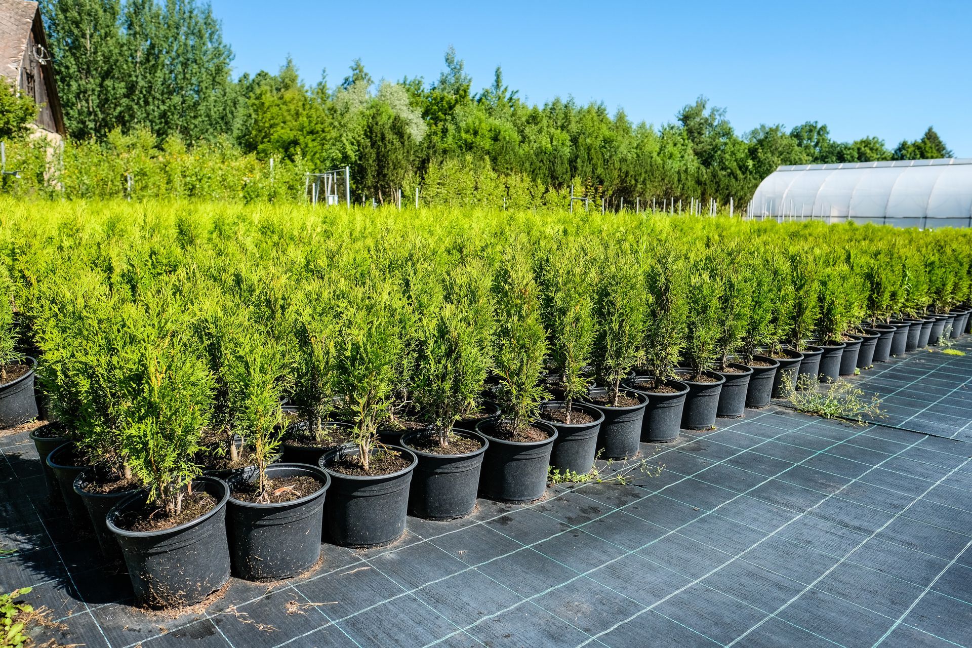 Rows of potted green plants in an outdoor nursery under a bright blue sky.