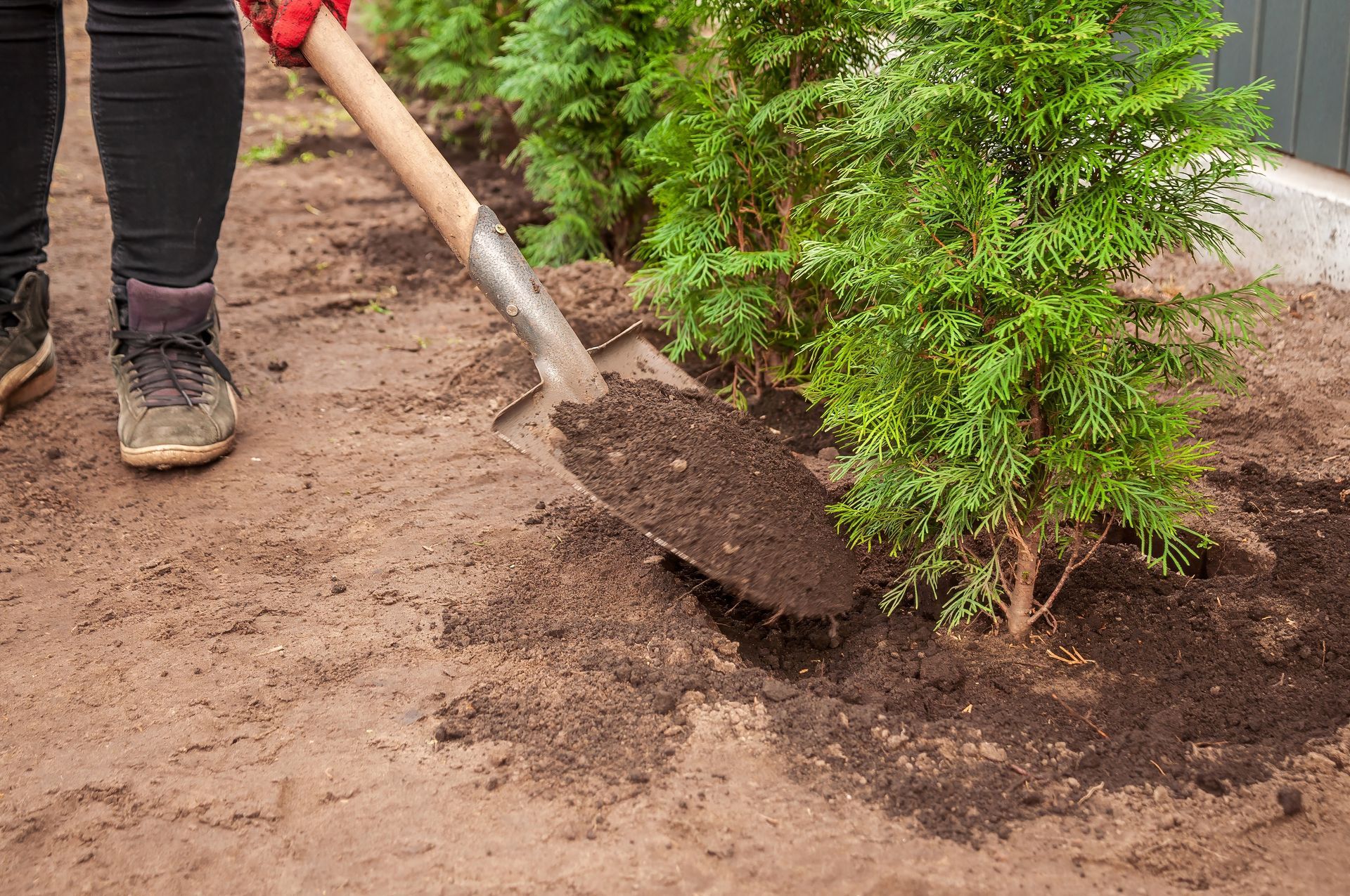 Person using a shovel to put soil around a green shrub in a garden.