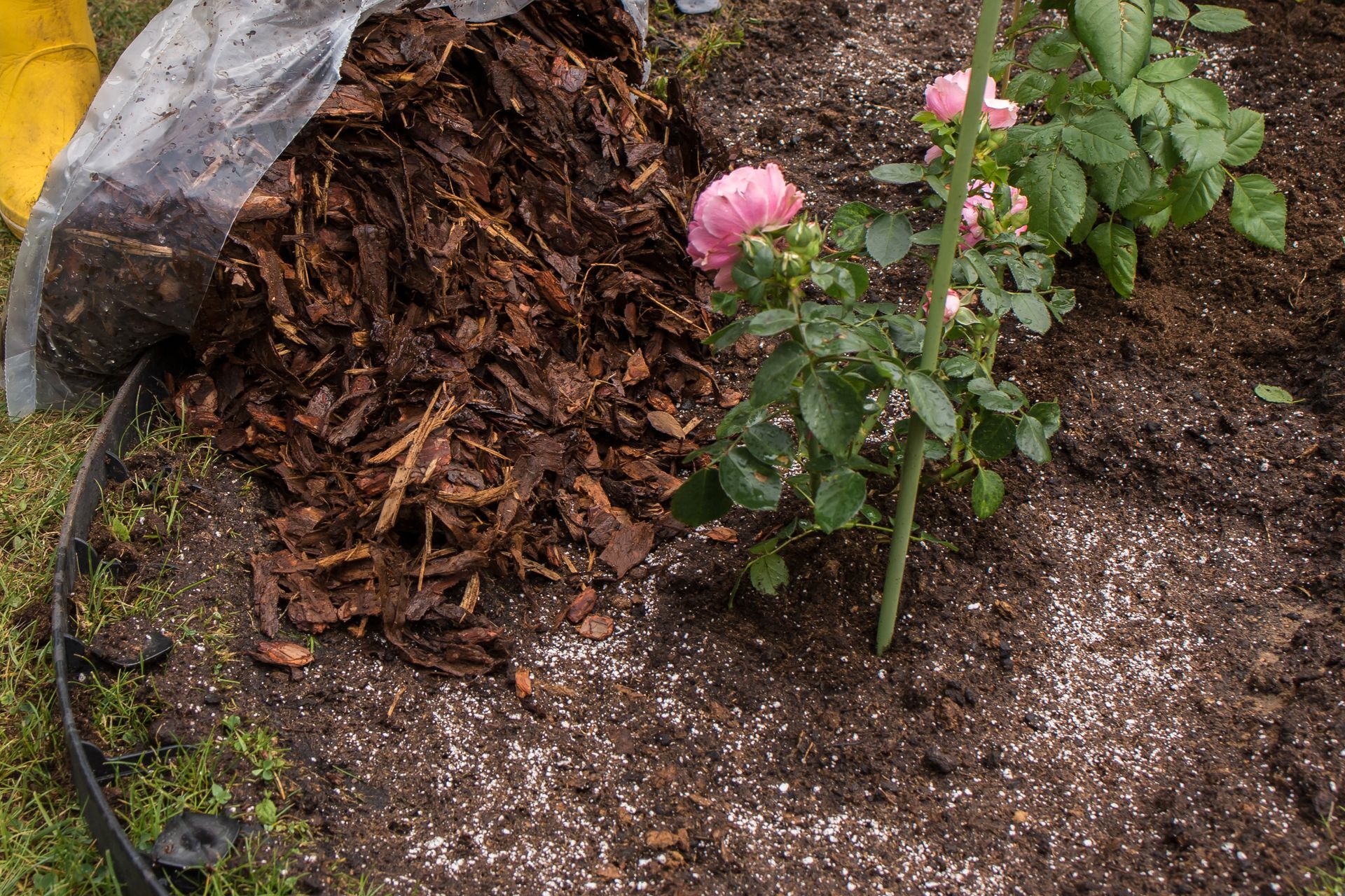 Bark mulch being poured near a rose bush in a garden.