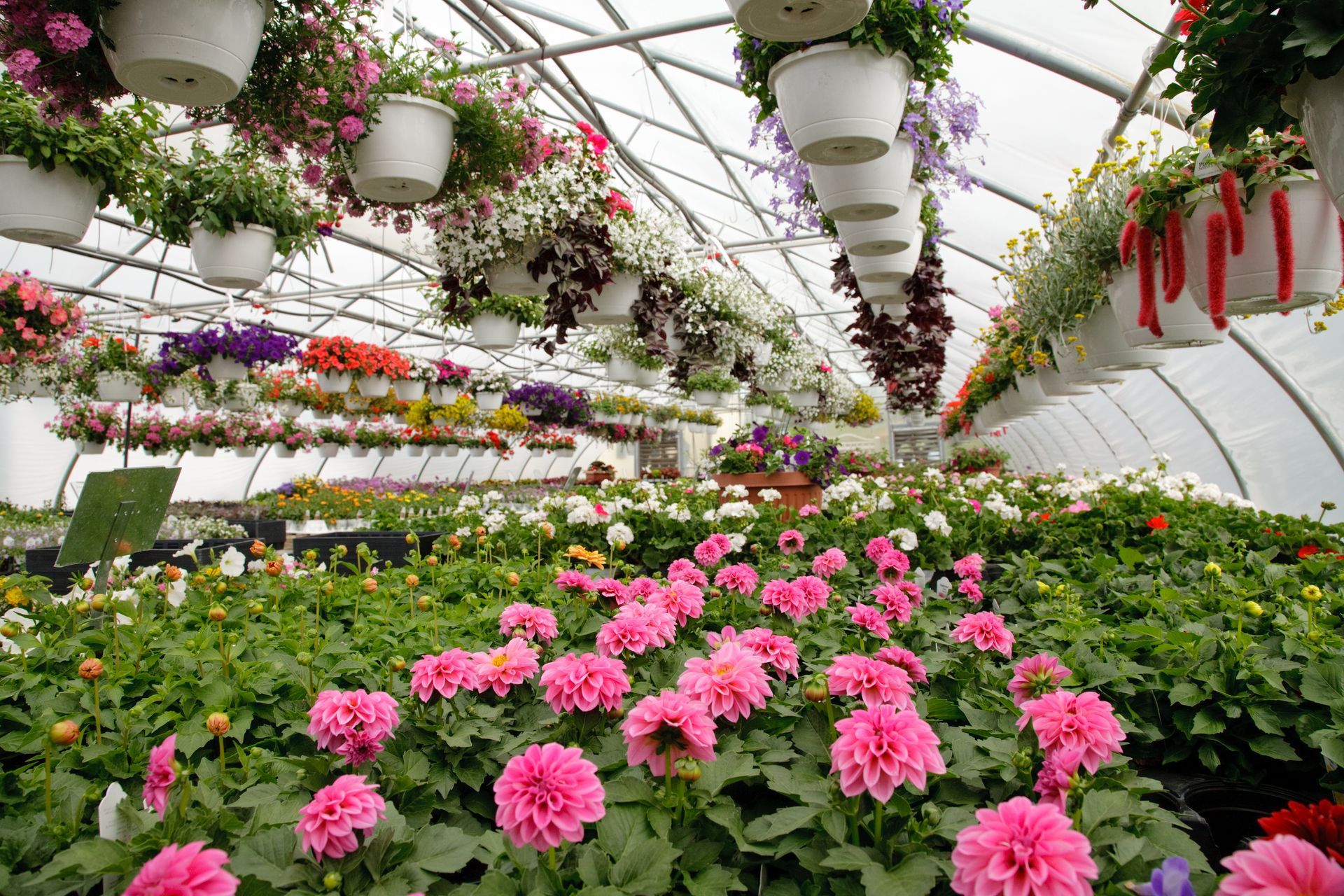 Greenhouse filled with rows of pink flowers and hanging baskets with colorful blooms.