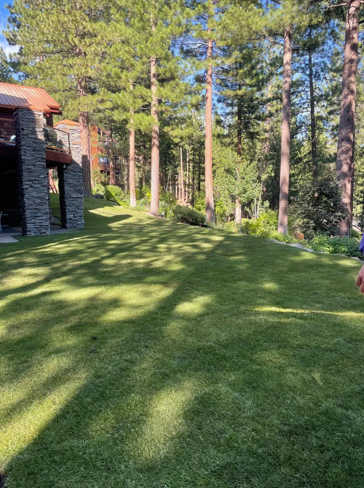 Lawn in front of stone building and tall pine trees. Sunny day with shadows.