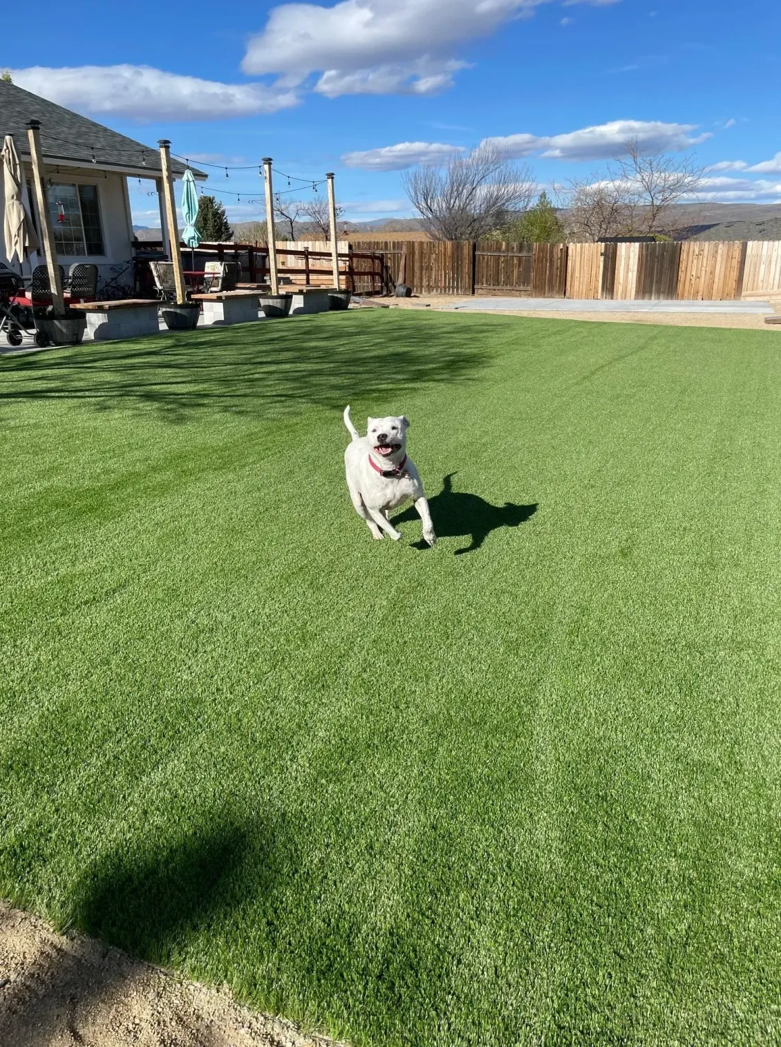 White dog running happily on green lawn in sunny backyard.