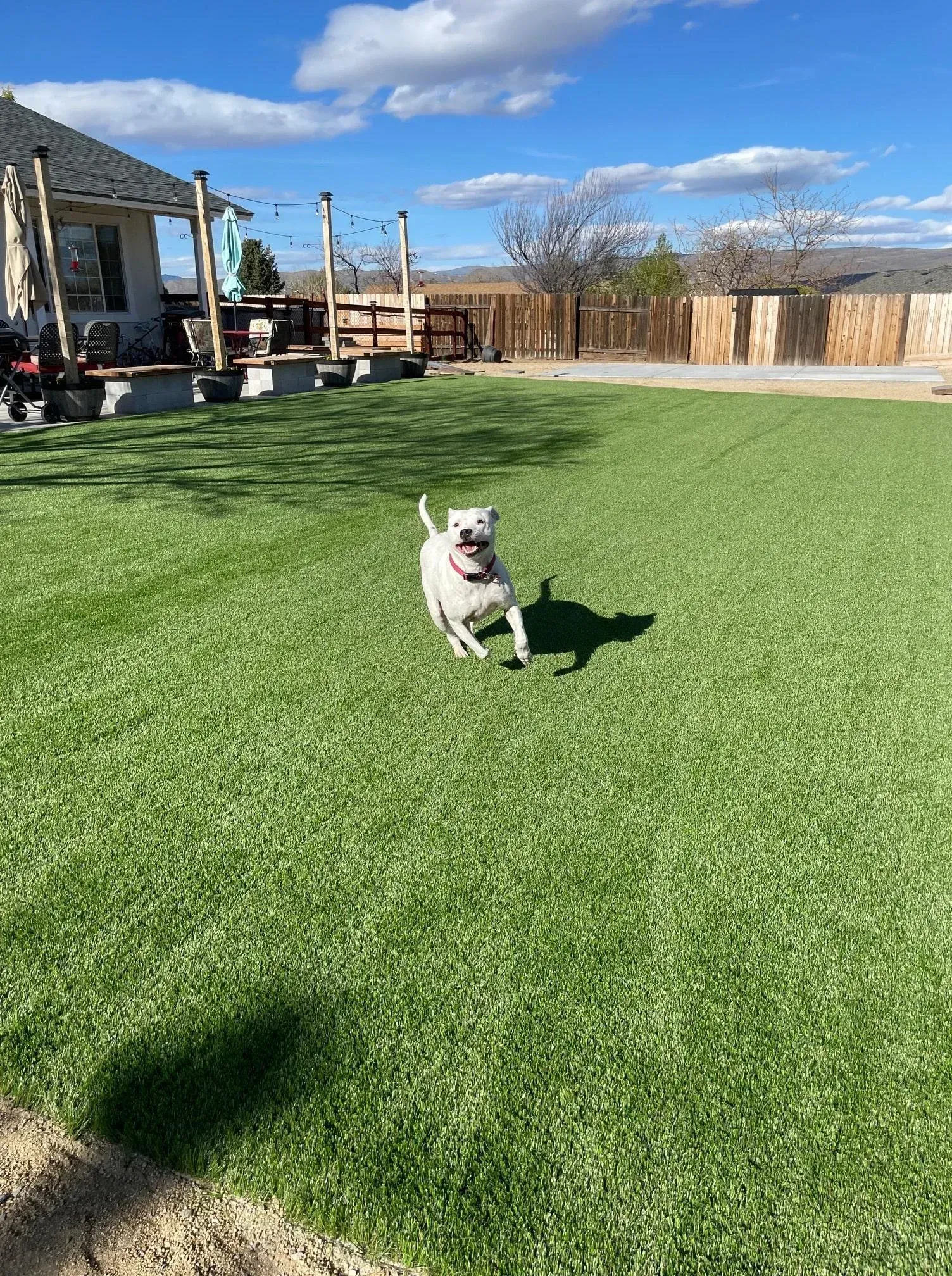 White dog happily running on green grass in a sunny yard.