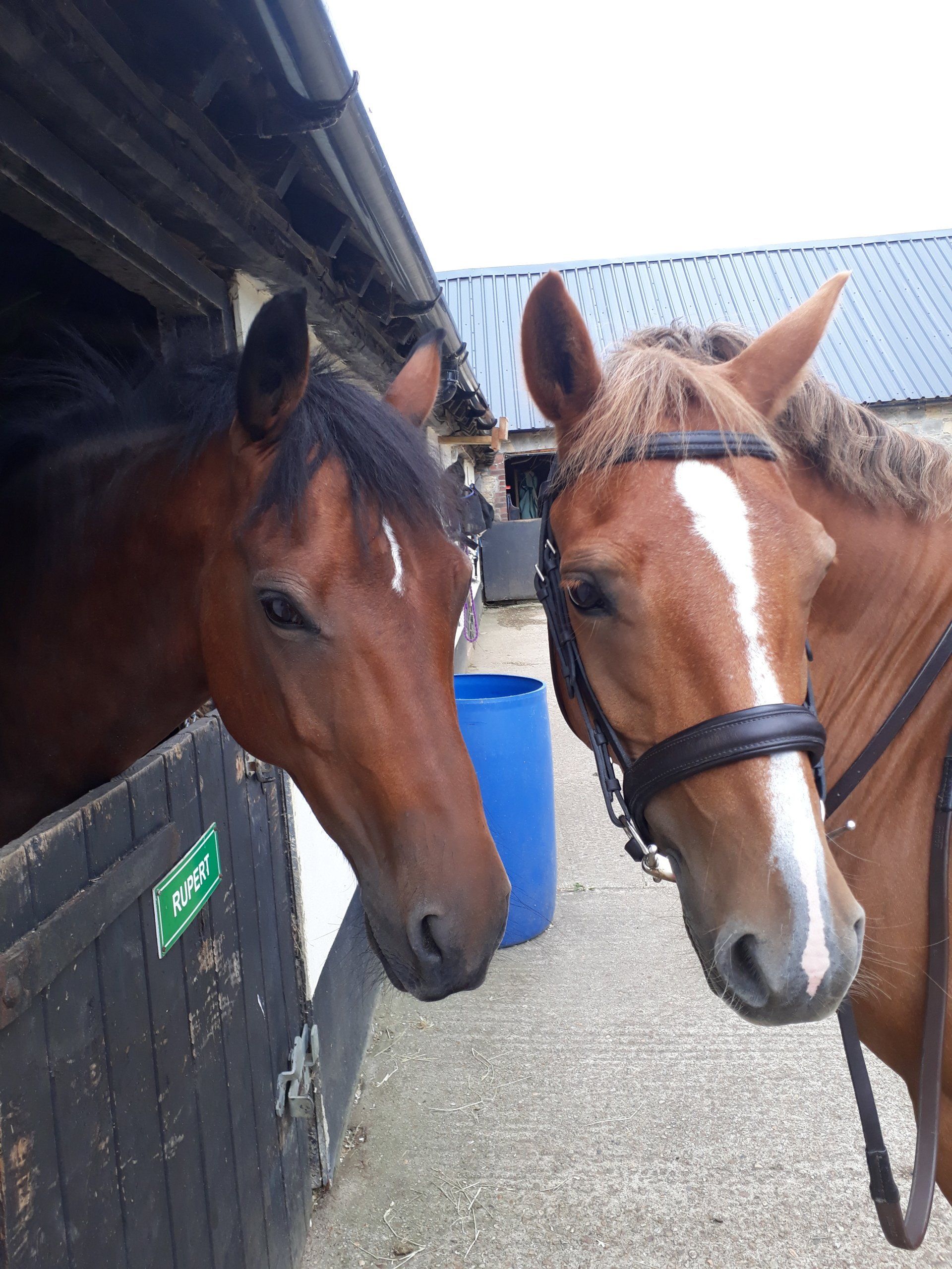 Livery Yard Gallery Taunton Badger Livery Yard