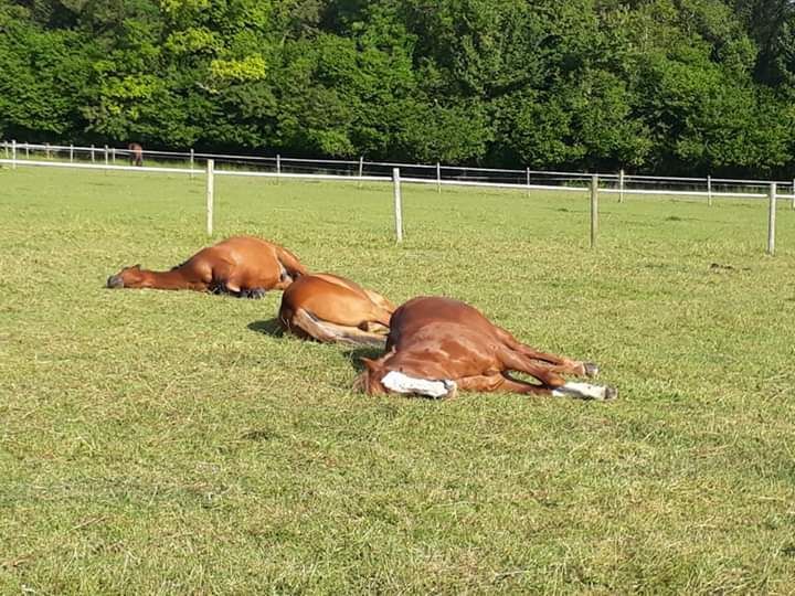Livery Yard Gallery Taunton Badger Livery Yard
