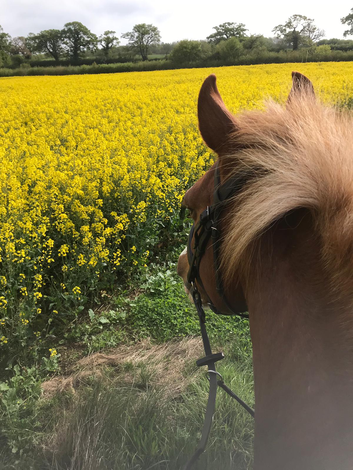 Livery Yard Gallery Taunton Badger Livery Yard