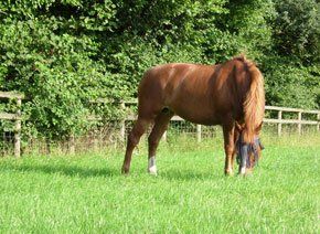 Showground facilities - Chard, Somerset - Badger Livery Yard - Pony